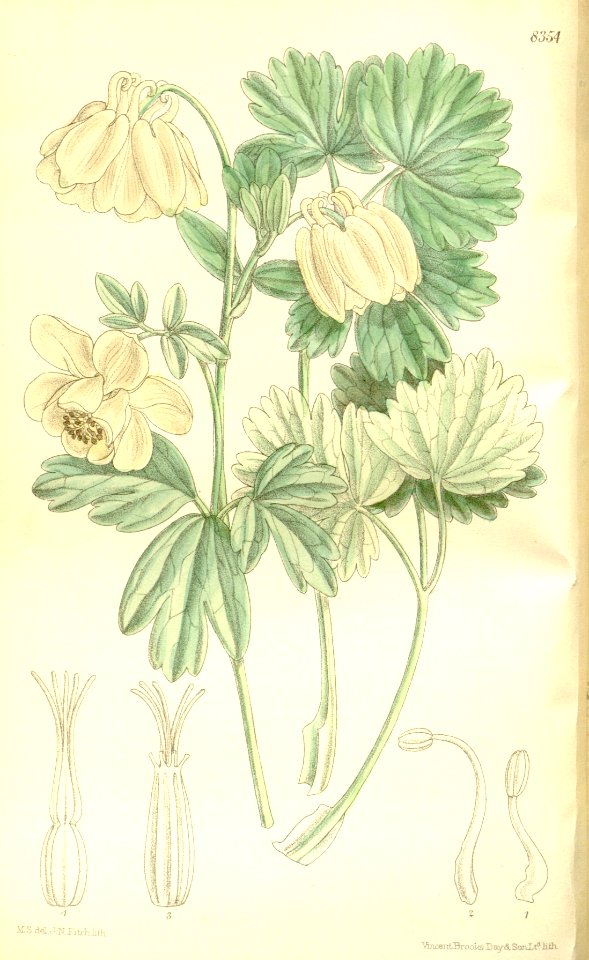 Aquilegia flabellata nivea 137-8354