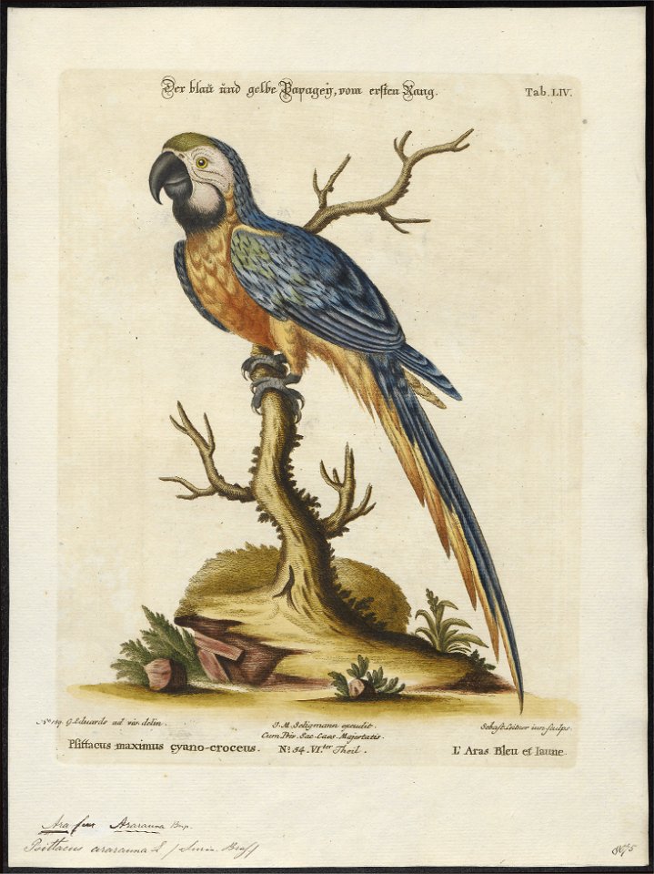 Ara ararauna - 1700-1880 - Print - Iconographia Zoologica - Special Collections University of Amsterdam - UBA01 IZ18500097