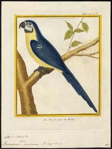 Ara ararauna - 1700-1880 - Print - Iconographia Zoologica - Special Collections University of Amsterdam - UBA01 IZ18500091