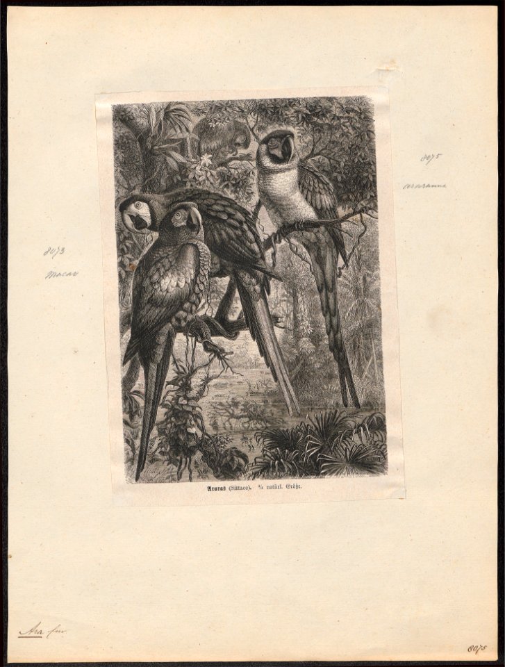 Ara macao - 1700-1880 - Print - Iconographia Zoologica - Special Collections University of Amsterdam - UBA01 IZ18500093
