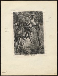 Ara macao - 1700-1880 - Print - Iconographia Zoologica - Special Collections University of Amsterdam - UBA01 IZ18500093