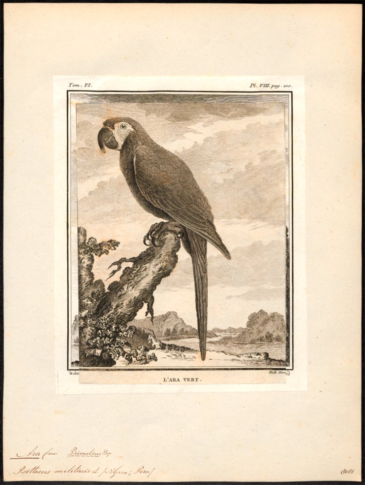 Ara militaris - 1700-1880 - Print - Iconographia Zoologica - Special Collections University of Amsterdam - UBA01 IZ18500113