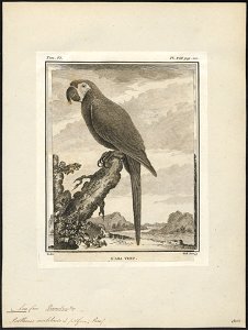 Ara militaris - 1700-1880 - Print - Iconographia Zoologica - Special Collections University of Amsterdam - UBA01 IZ18500113