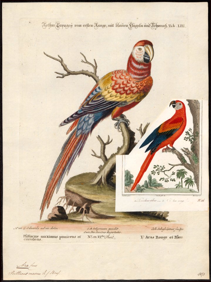 Ara macao - 1700-1880 - Print - Iconographia Zoologica - Special Collections University of Amsterdam - UBA01 IZ18500081