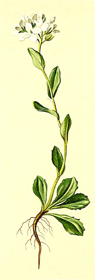 Arabis bellidifolia Atlas Alpenflora