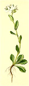 Arabis bellidifolia Atlas Alpenflora