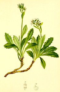 Arabis caerulea Atlas Alpenflora