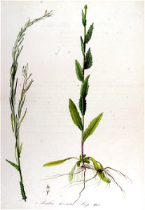 Arabis hirsuta — Flora Batava — Volume v13