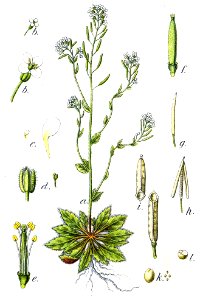 Arabis thaliana Sturm6