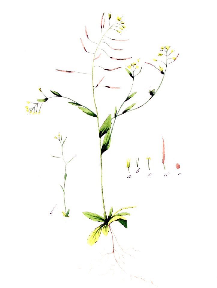 Arabis thaliana — Flora Batava — Volume v5 (cropped)