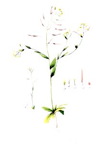 Arabis thaliana — Flora Batava — Volume v5 (cropped)