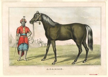 Arabian LCCN90708664