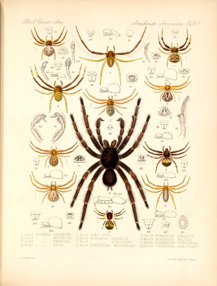 Arachnida Araneidea Vol 1 Table 11