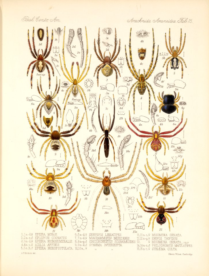 Arachnida Araneidea Vol 1 Table 15