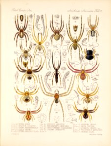 Arachnida Araneidea Vol 1 Table 15