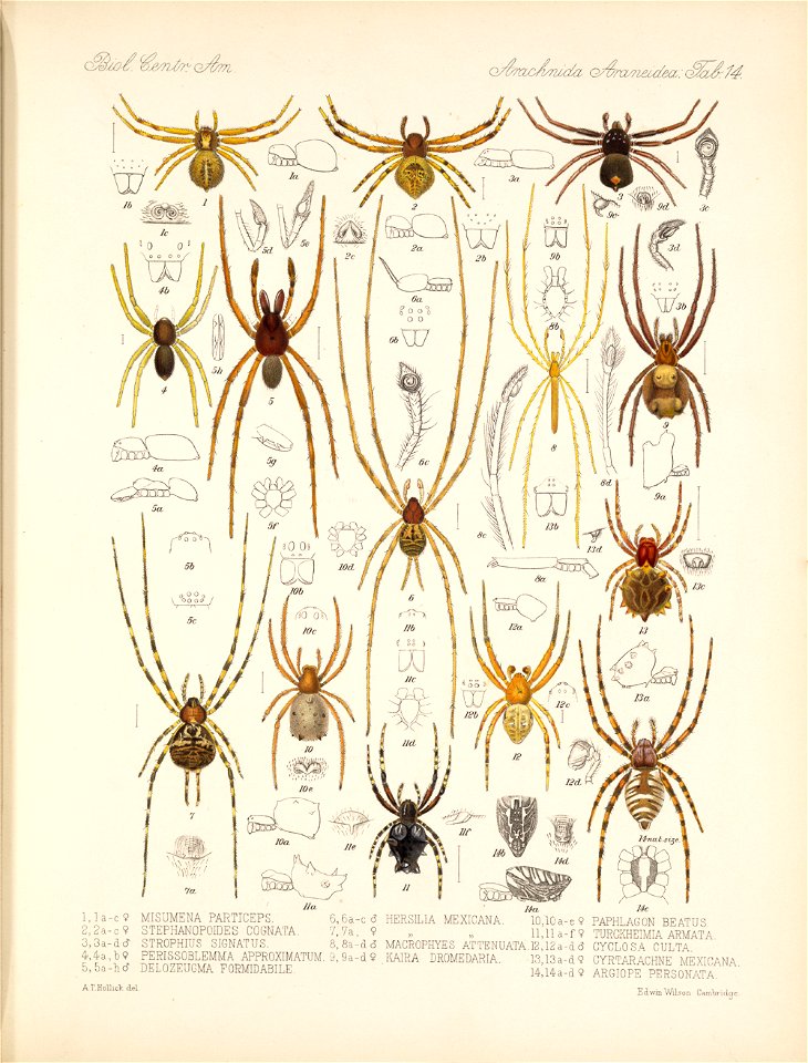 Arachnida Araneidea Vol 1 Table 14