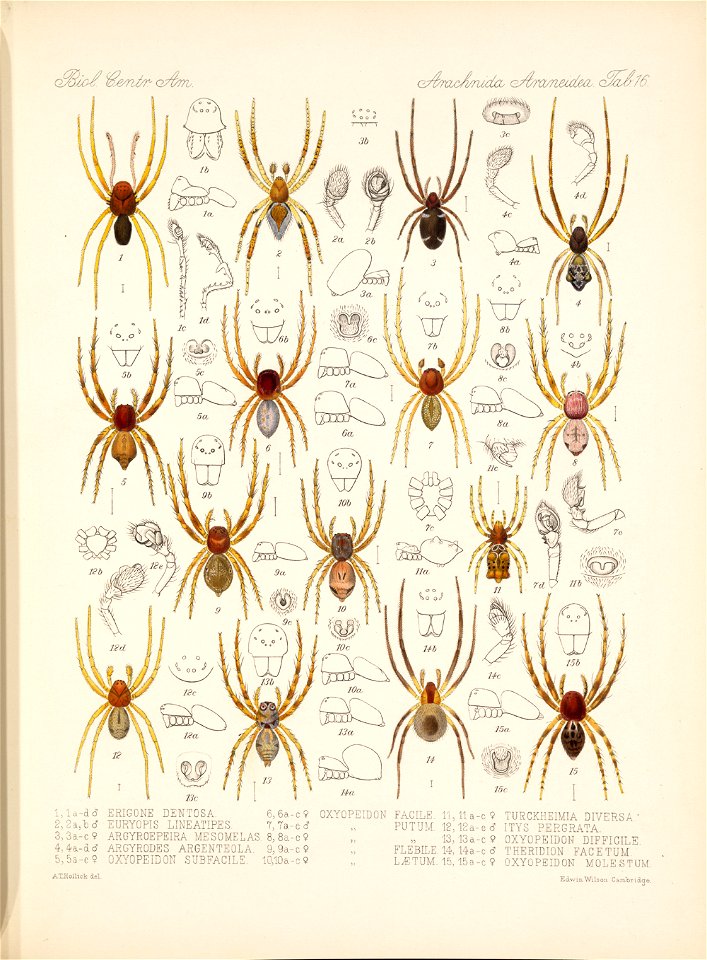 Arachnida Araneidea Vol 1 Table 16