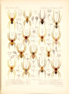Arachnida Araneidea Vol 1 Table 16
