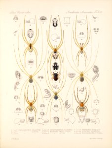 Arachnida Araneidea Vol 1 Table 20