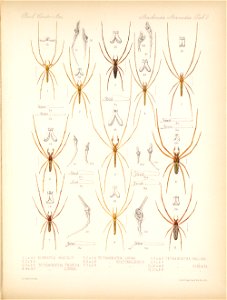 Arachnida Araneidea Vol 1 Table 2