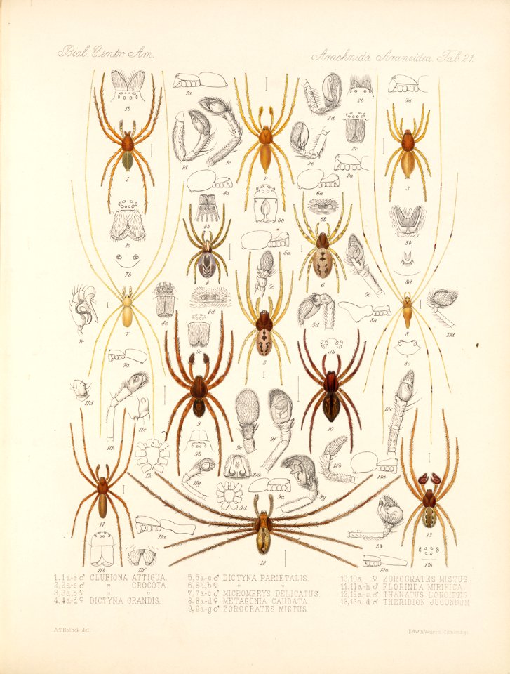Arachnida Araneidea Vol 1 Table 21