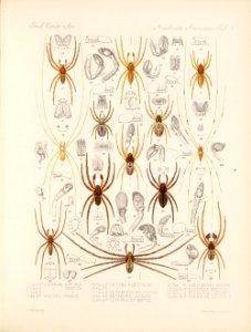 Arachnida Araneidea Vol 1 Table 21