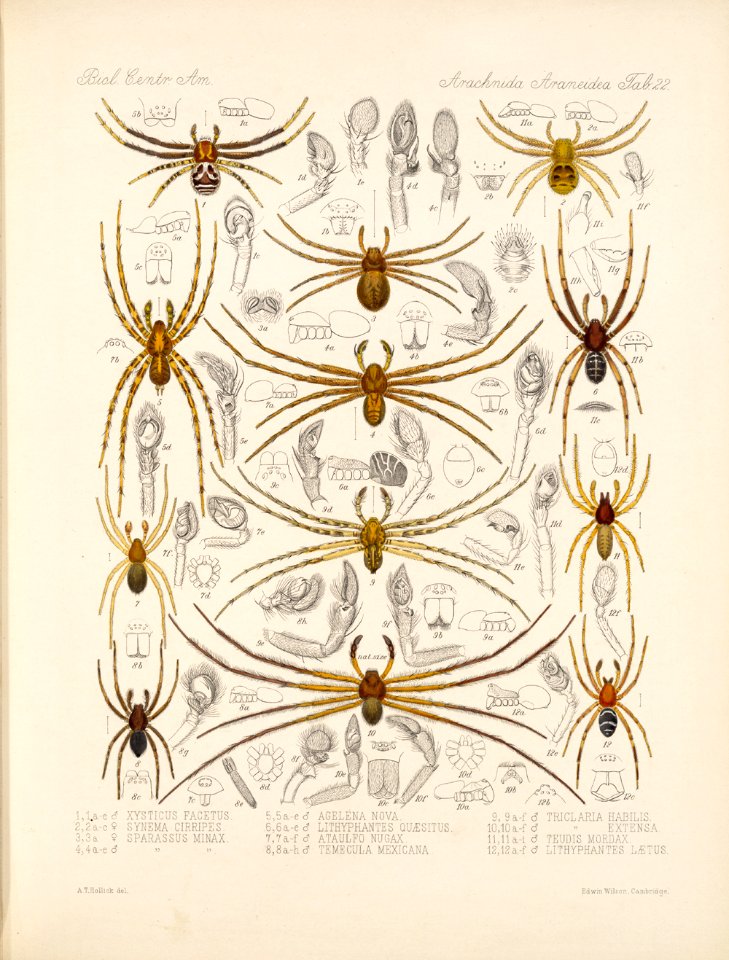 Arachnida Araneidea Vol 1 Table 22