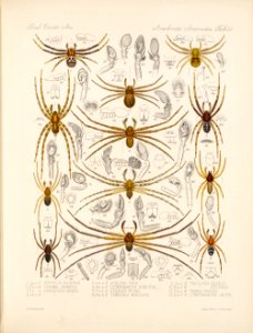 Arachnida Araneidea Vol 1 Table 22