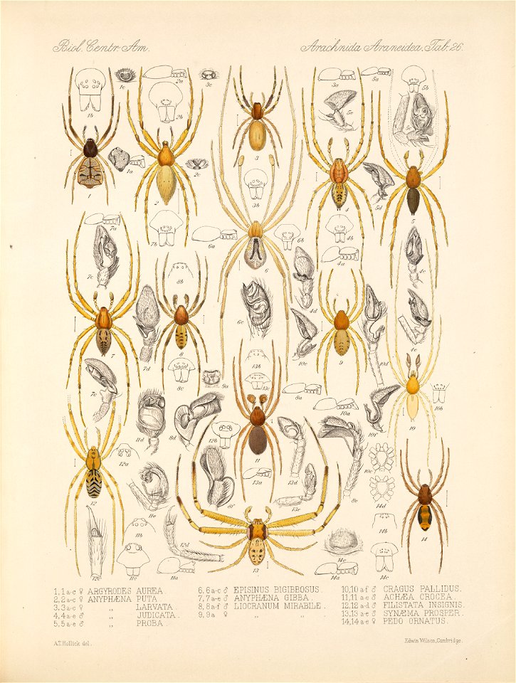 Arachnida Araneidea Vol 1 Table 26