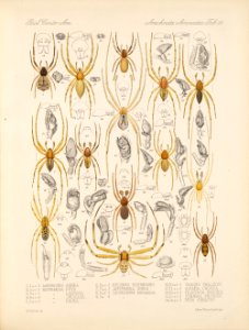 Arachnida Araneidea Vol 1 Table 26