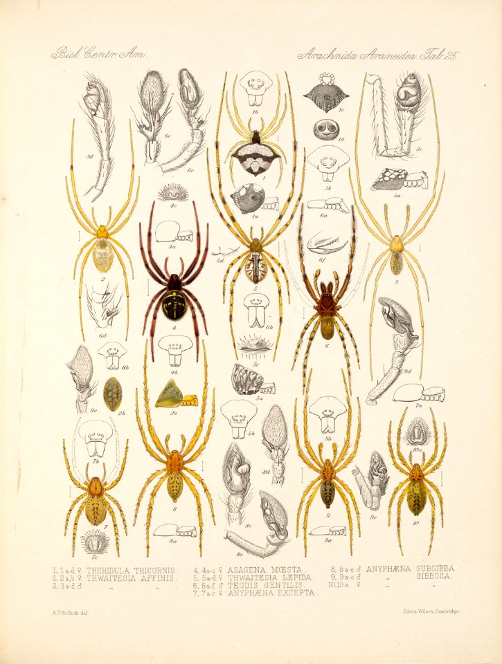 Arachnida Araneidea Vol 1 Table 25