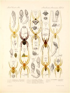 Arachnida Araneidea Vol 1 Table 25