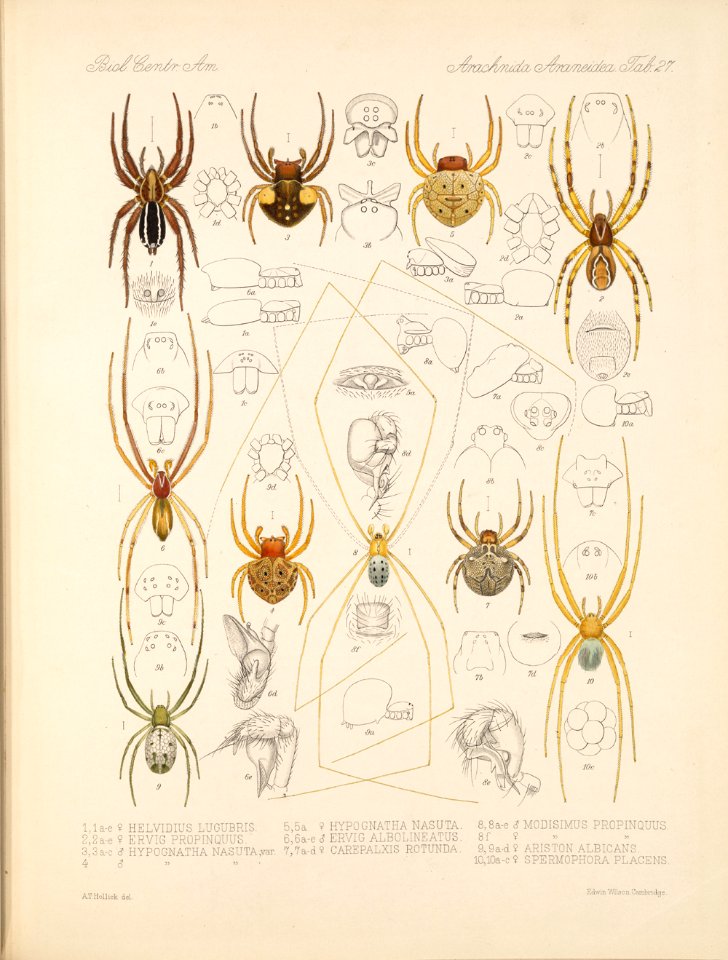 Arachnida Araneidea Vol 1 Table 27