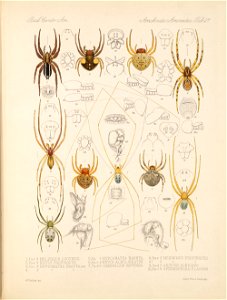 Arachnida Araneidea Vol 1 Table 27