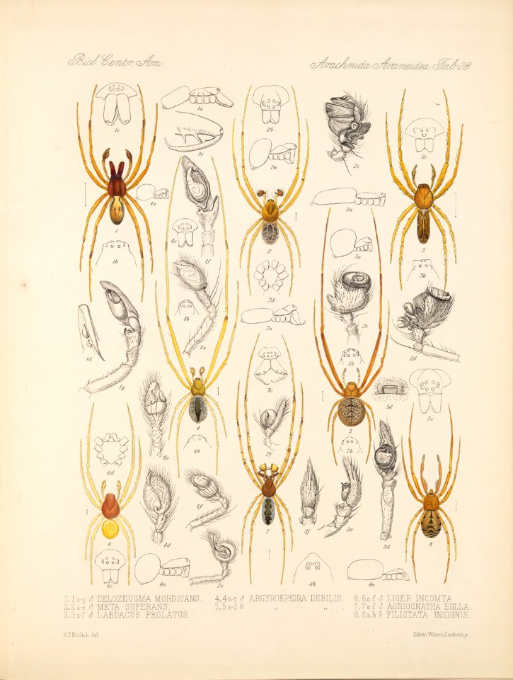 Arachnida Araneidea Vol 1 Table 28