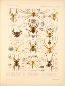 Arachnida Araneidea Vol 1 Table 31