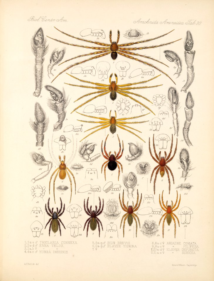 Arachnida Araneidea Vol 1 Table 30