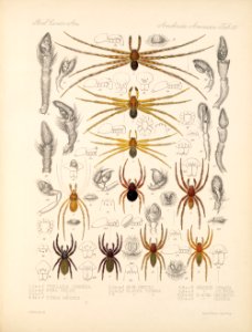 Arachnida Araneidea Vol 1 Table 30