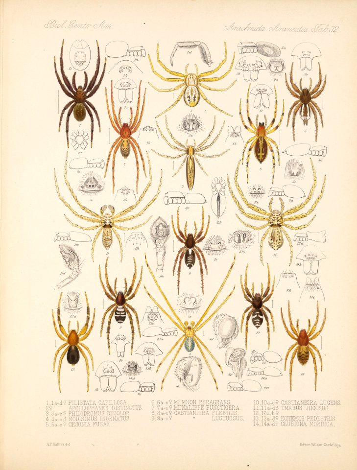 Arachnida Araneidea Vol 1 Table 32