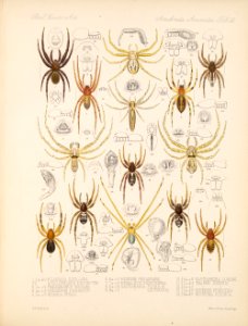 Arachnida Araneidea Vol 1 Table 32
