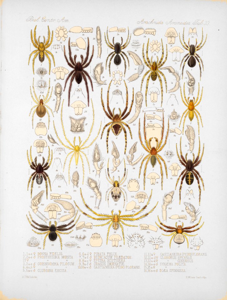 Arachnida Araneidea Vol 1 Table 33