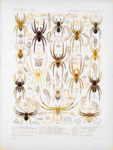 Arachnida Araneidea Vol 1 Table 33