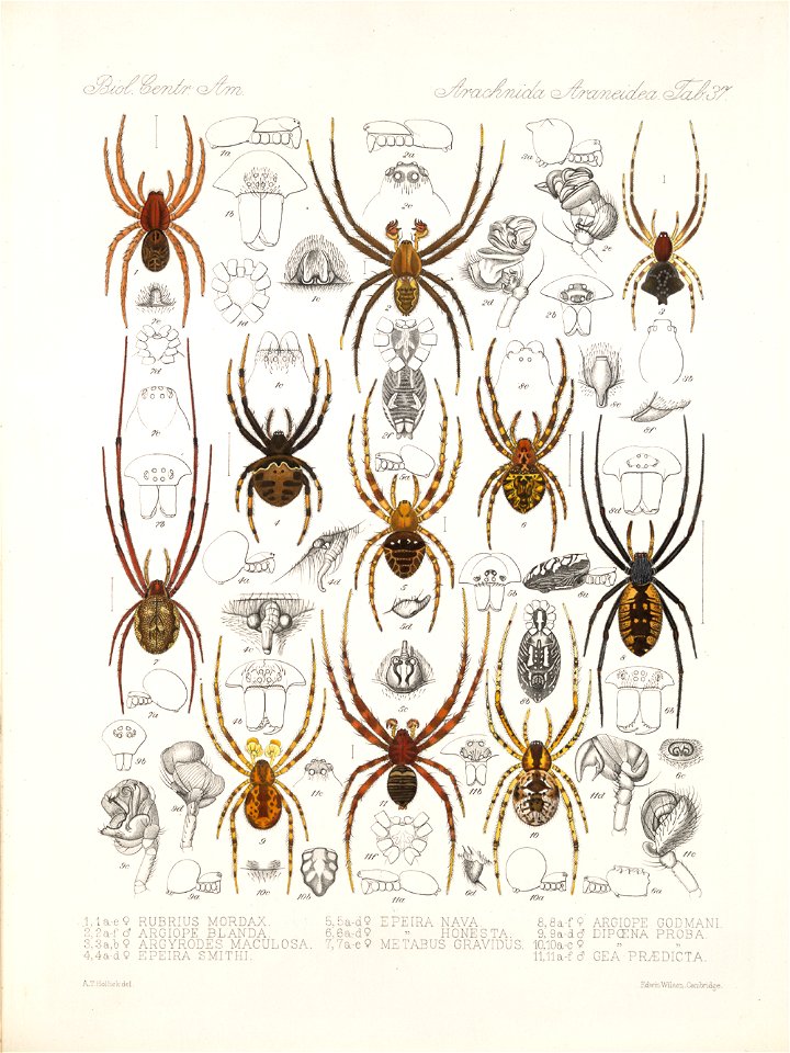 Arachnida Araneidea Vol 1 Table 37