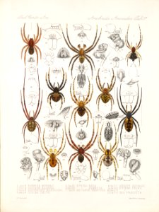 Arachnida Araneidea Vol 1 Table 37