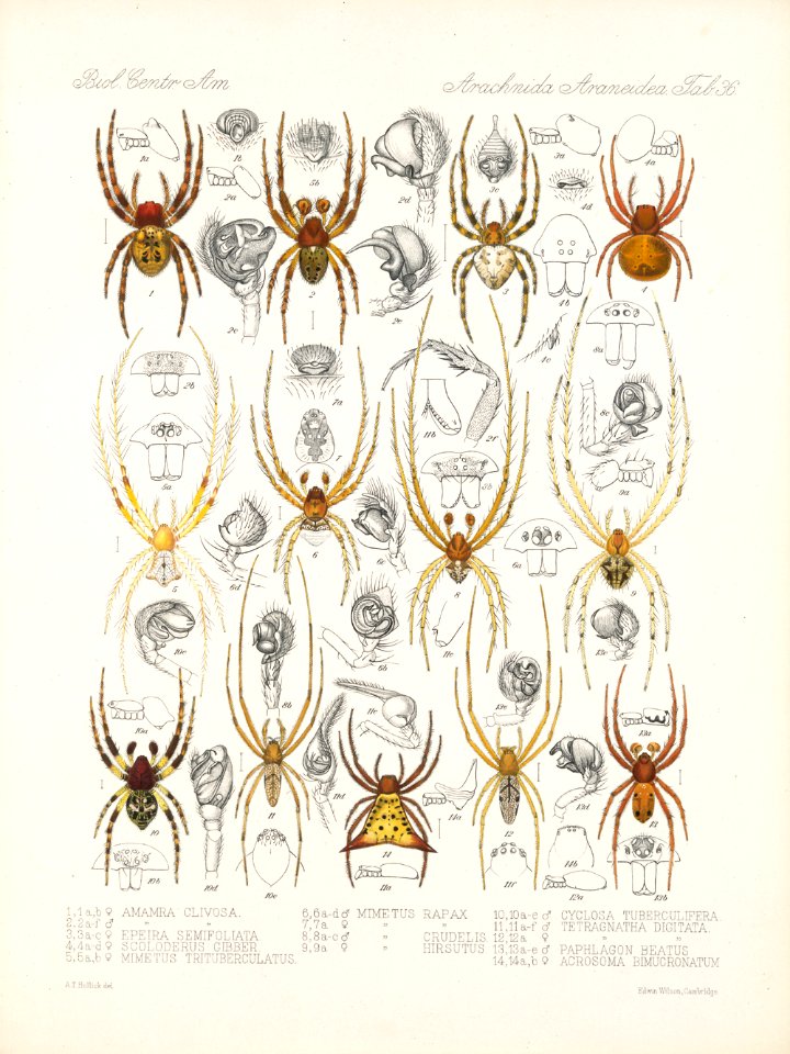 Arachnida Araneidea Vol 1 Table 36