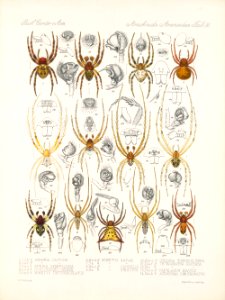 Arachnida Araneidea Vol 1 Table 36