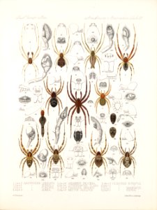 Arachnida Araneidea Vol 1 Table 38
