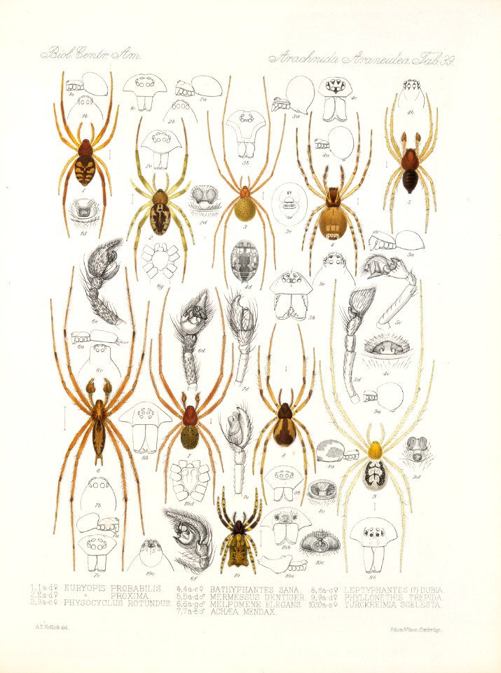 Arachnida Araneidea Vol 1 Table 39