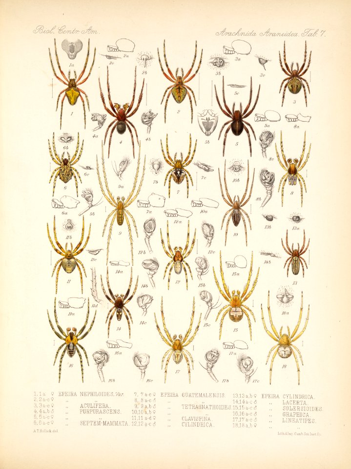 Arachnida Araneidea Vol 1 Table 7