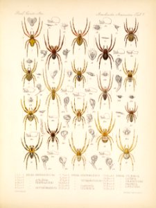 Arachnida Araneidea Vol 1 Table 7